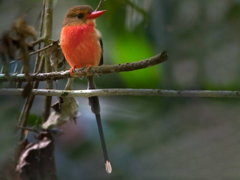 Brown-headed Paradise-Kingfisher, Photos 4