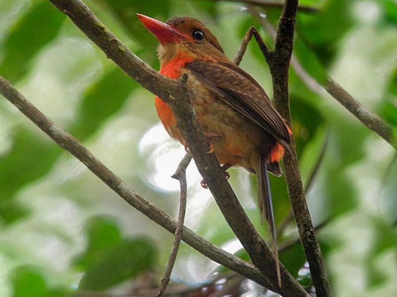 Brown-headed Paradise-Kingfisher