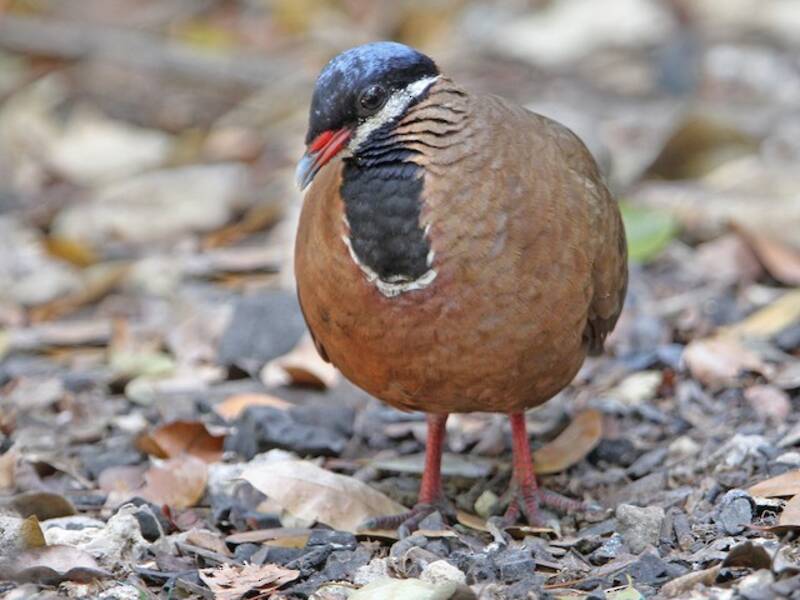 Blue-headed Quail-Dove, Photos 2