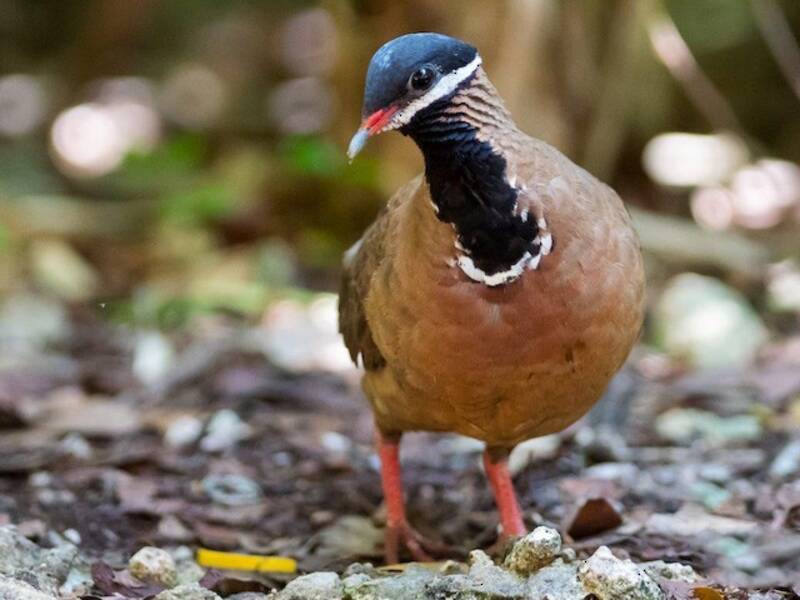 Blue-headed Quail-Dove, Photos 3