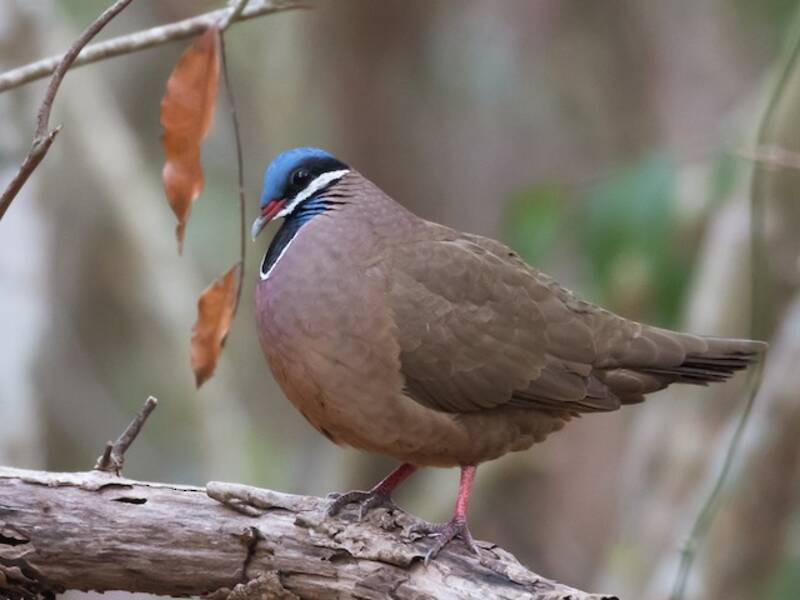 Blue-headed Quail-Dove, Photos 4