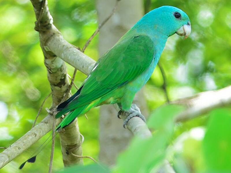 Blue-headed Racquet-tail, Photos 4