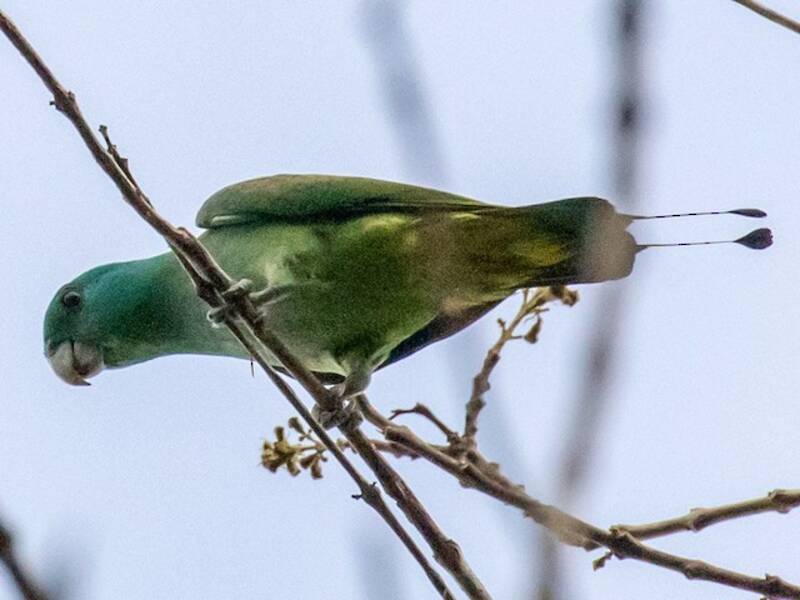 Blue-headed Racquet-tail, Photos 3