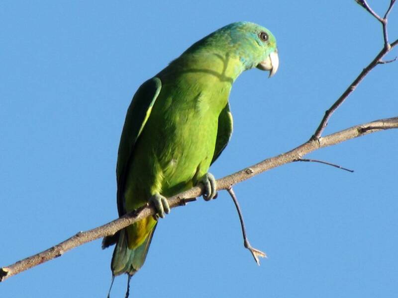 Blue-headed Racquet-tail, Photos 2