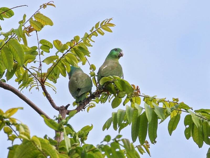 Blue-headed Racquet-tail
