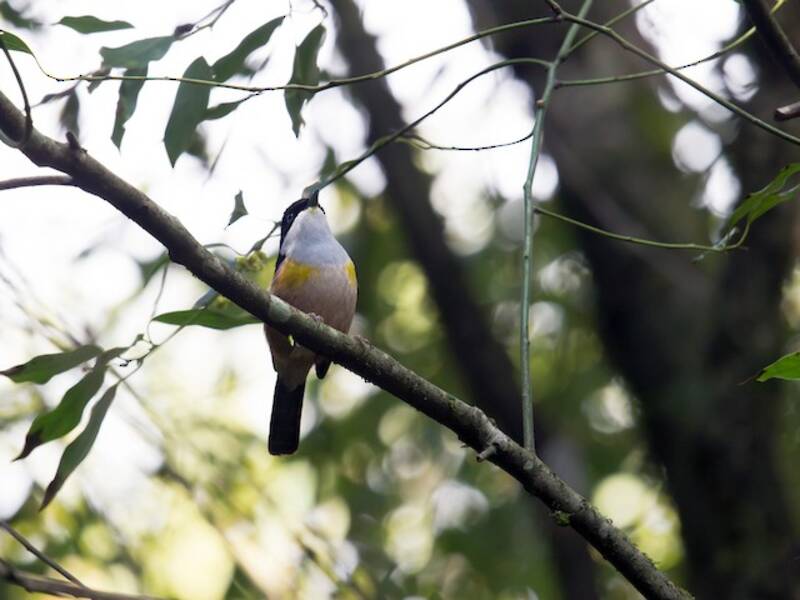 Black-headed Shrike-Babbler