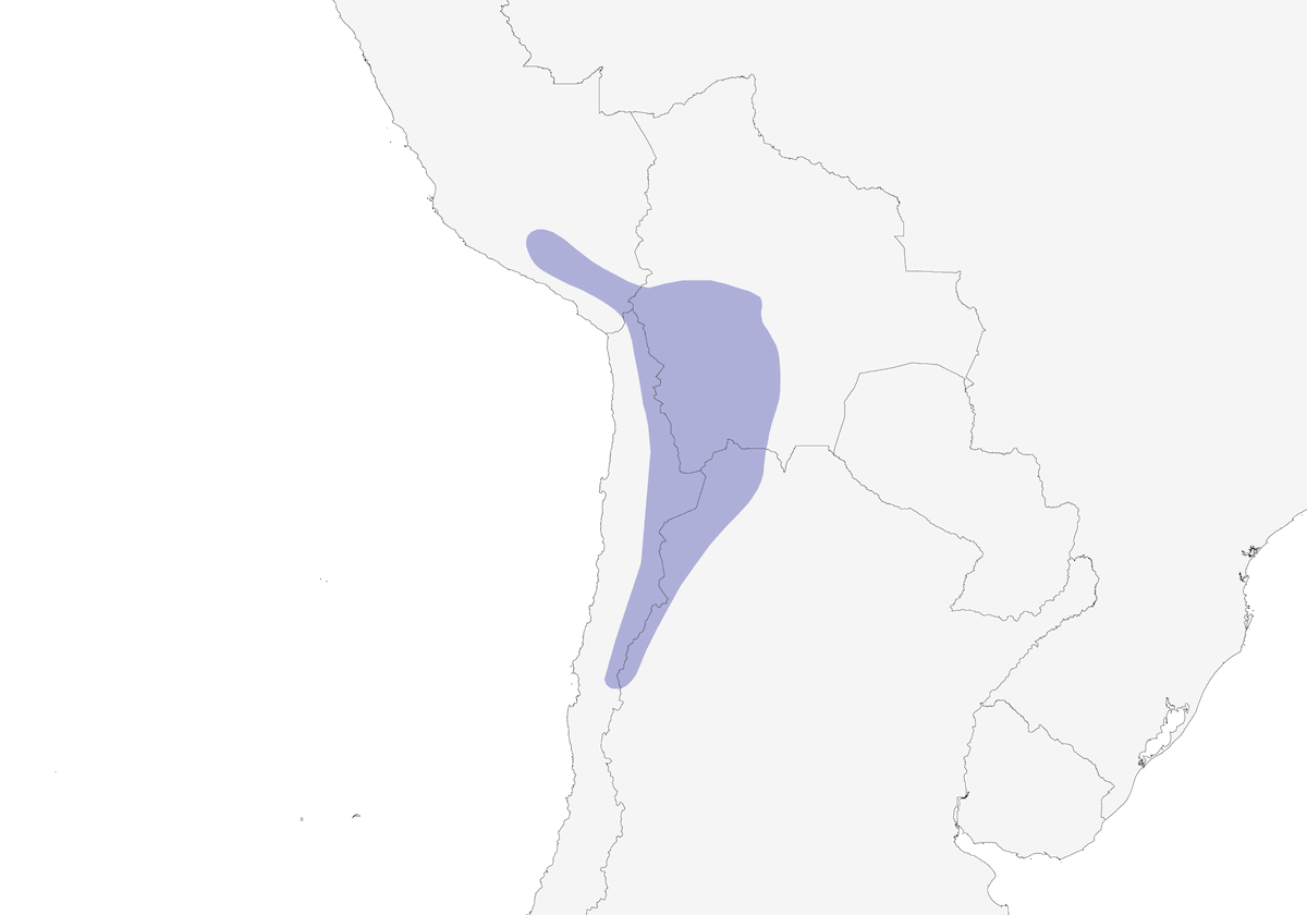 Fringilo encapuchado, Distribución 1