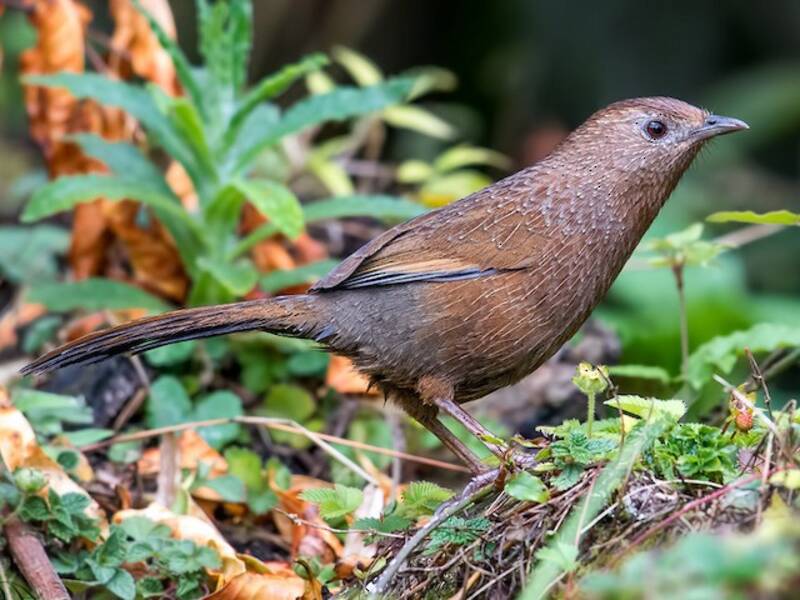 Bhutan Laughingthrush, 照片 4