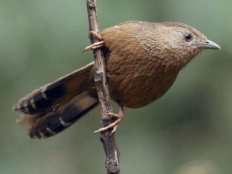 Bhutan Laughingthrush, 照片 2