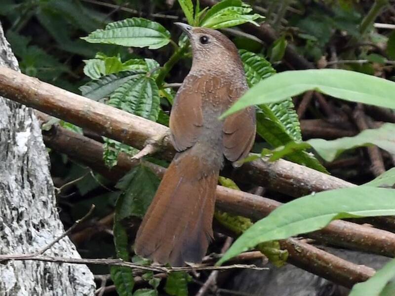 Bhutan Laughingthrush, 照片 3