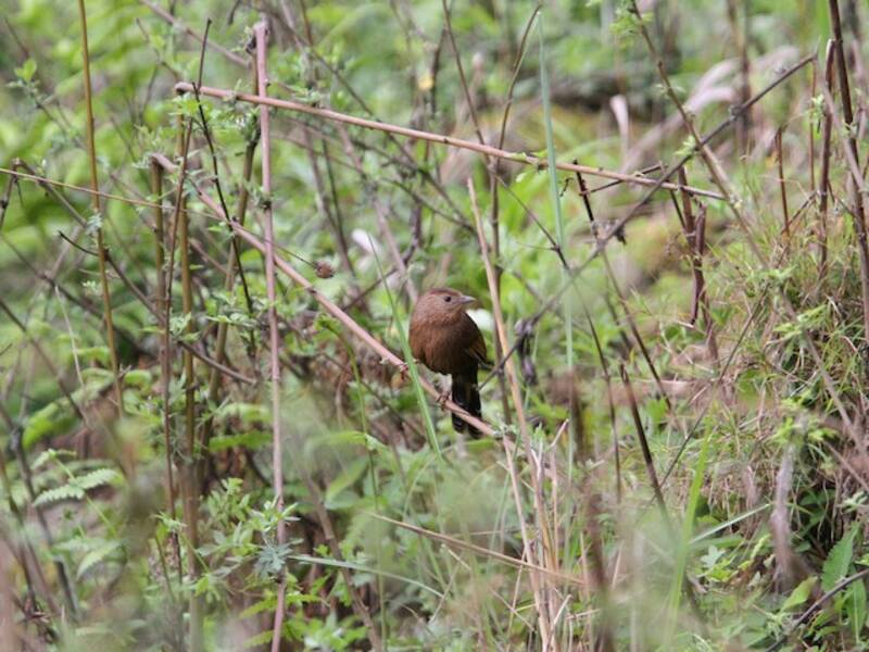 Bhutan Laughingthrush