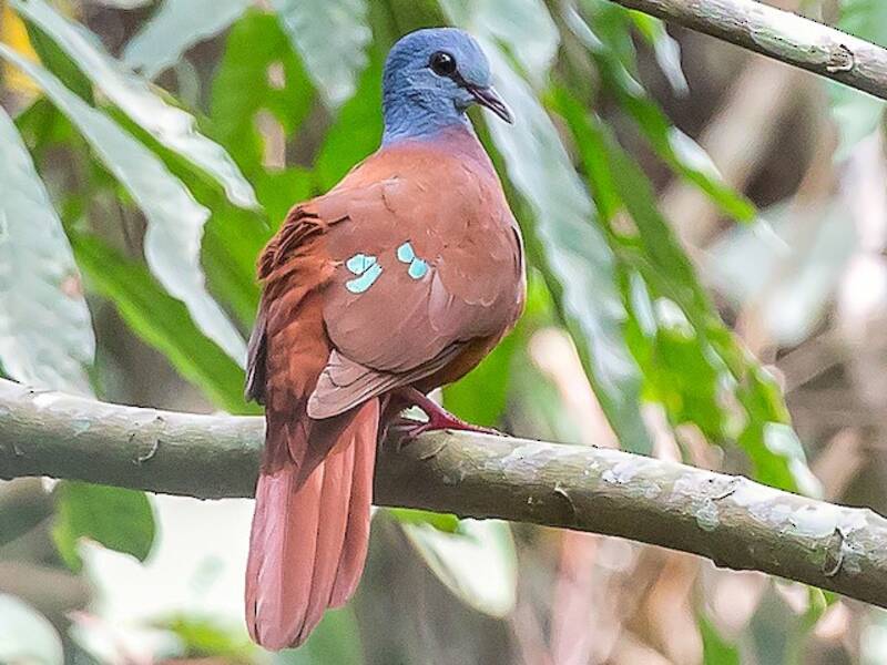 Blue-headed Wood-Dove, Photos 3