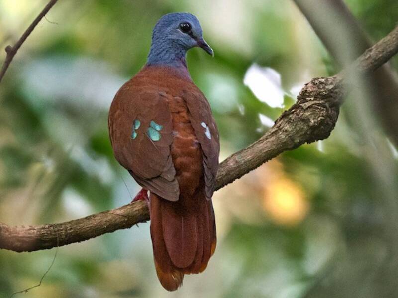Blue-headed Wood-Dove, Photos 4