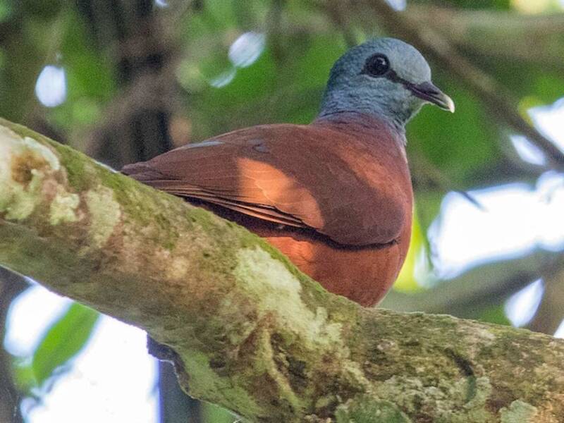 Blue-headed Wood-Dove, Photos 2