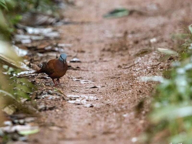 Blue-headed Wood-Dove