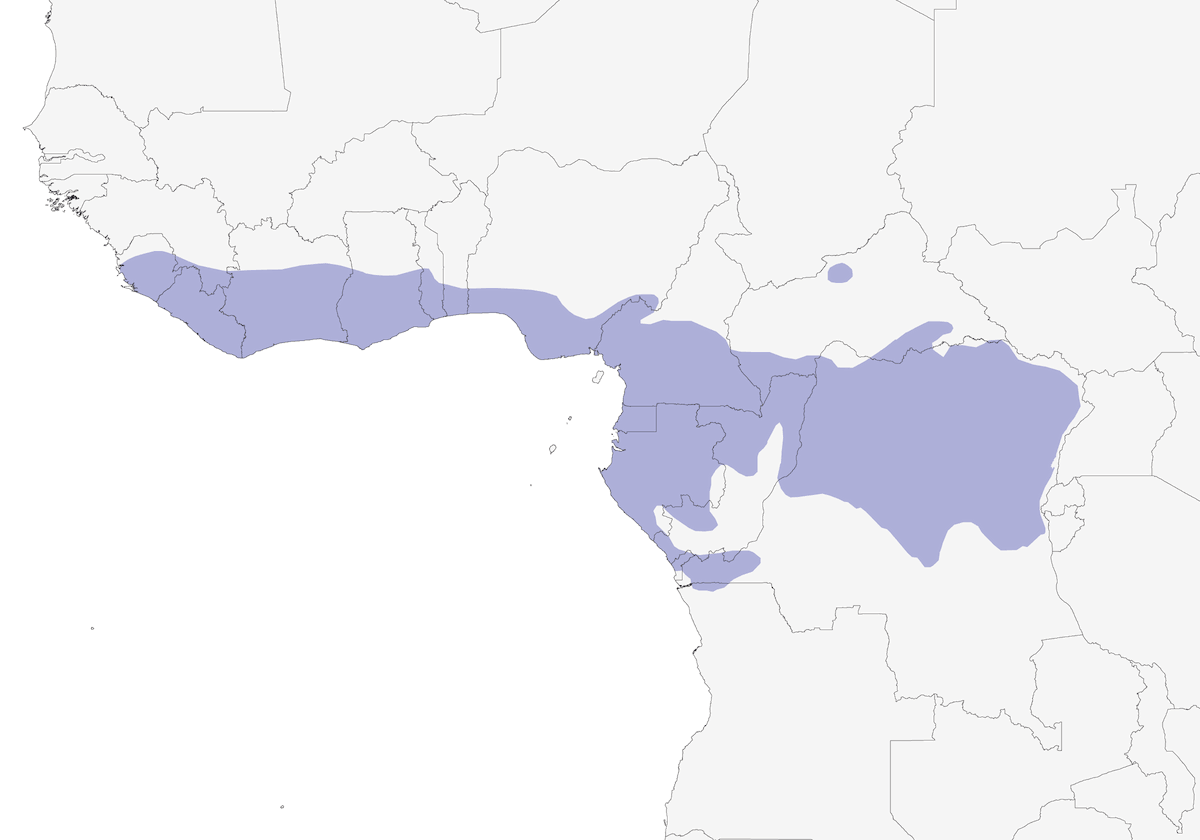 Blue-headed Wood-Dove, Distribution 1