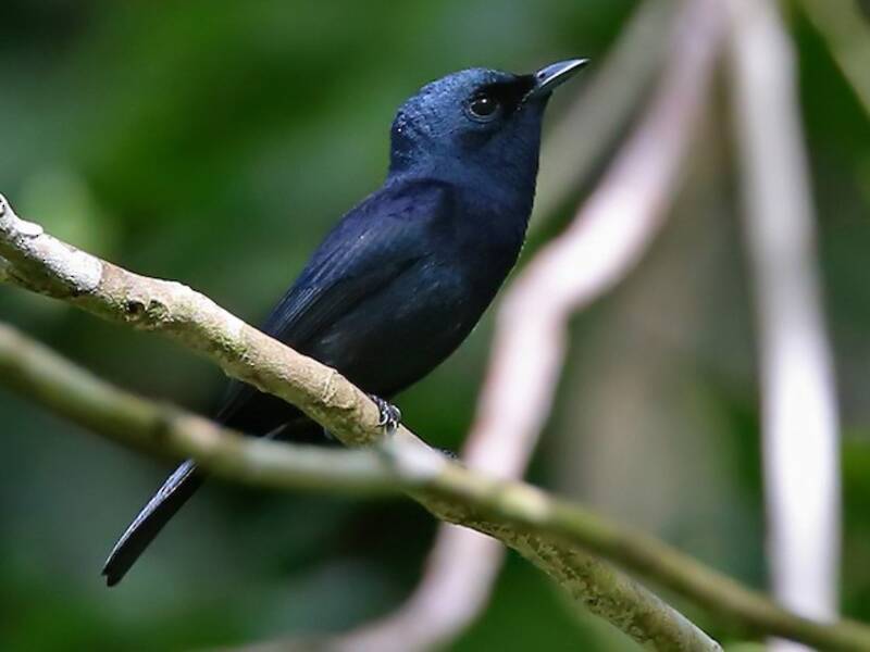 Mouchard de Biak, Photos 3