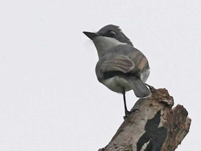 Mouchard de Biak, Photos 4
