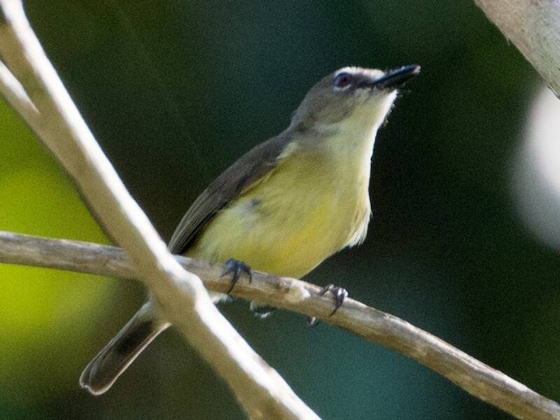 Gerigona de Biak