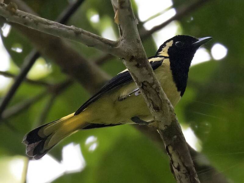 Biak-Monarch, Fotos 2