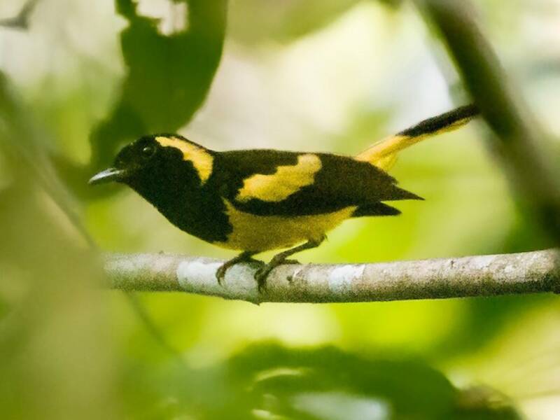 Biak-Monarch