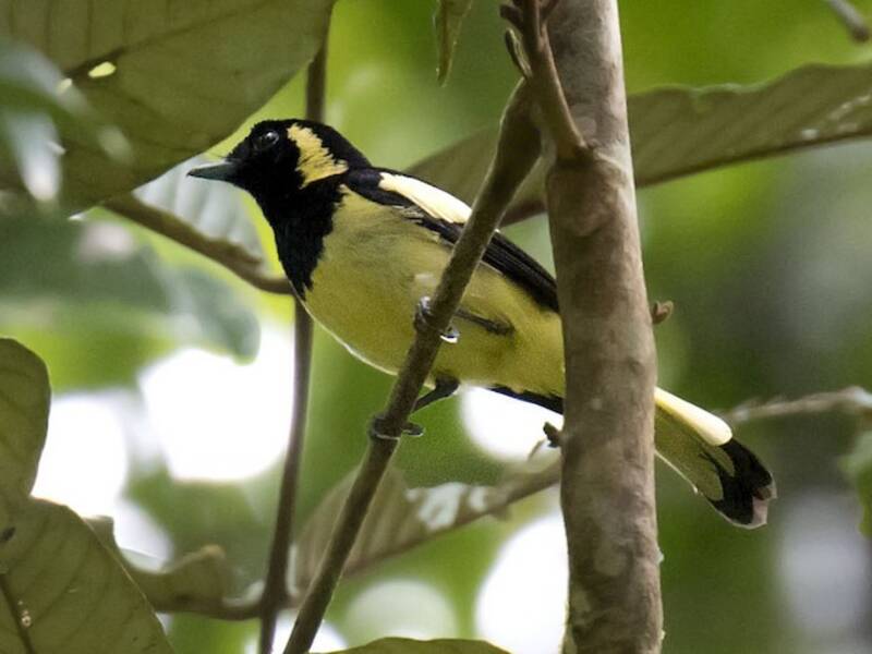 Biak-Monarch, Fotos 3