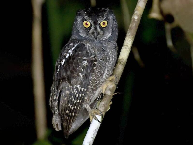 Biak Scops-Owl, 照片 3