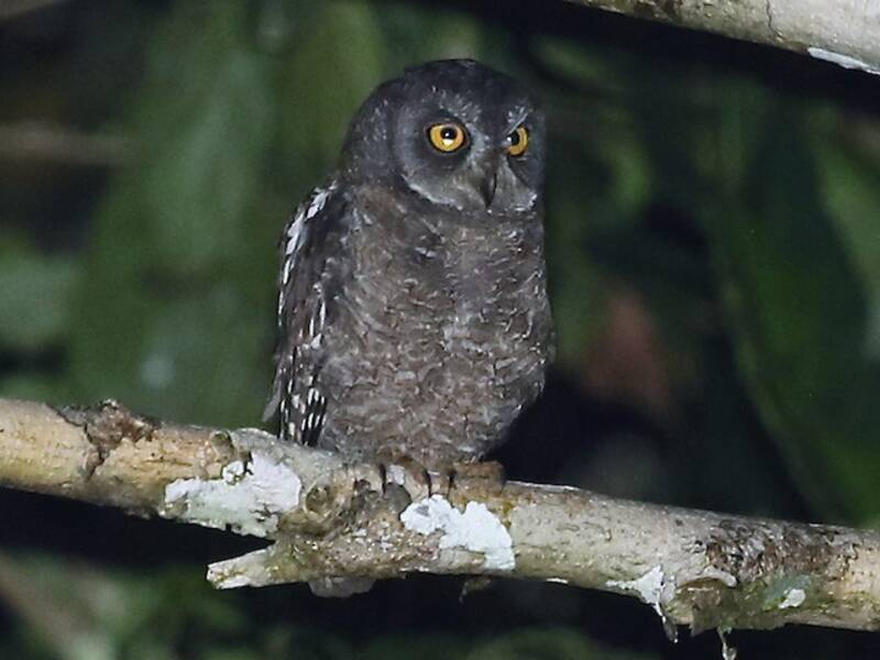 Biak Scops-Owl, 照片 2