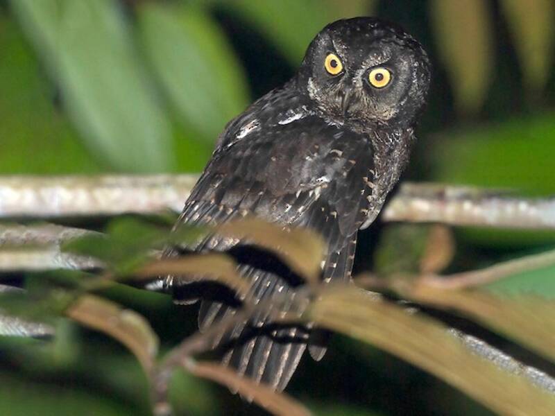 Biak Scops-Owl - Otus beccarii