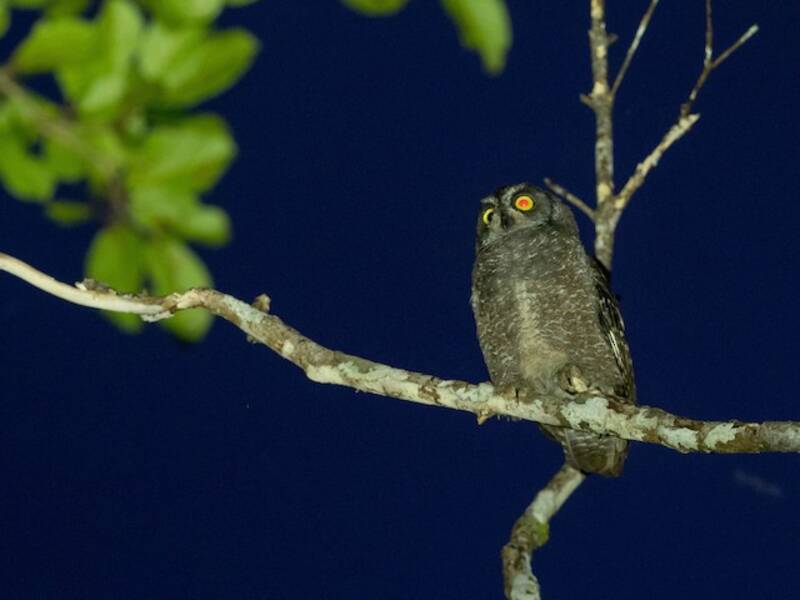 Biak Scops-Owl, 照片 4