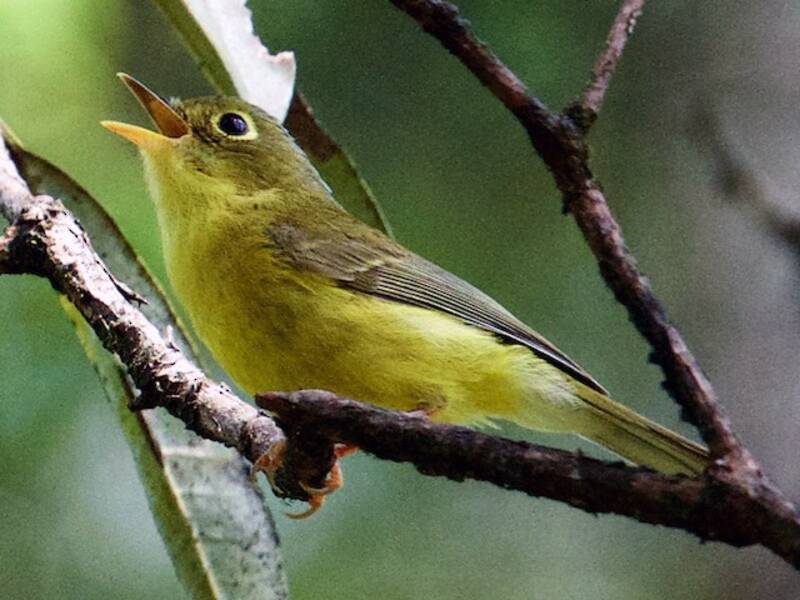 Luì di Bianchi, Foto 2