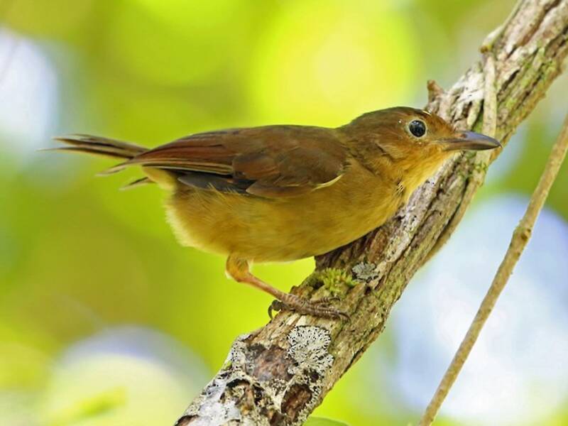 Biak Whistler