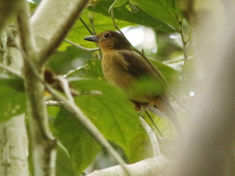 Biak Whistler, Photos 2