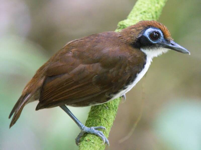 Zweifarbiger Ameisenvogel, Fotos 3