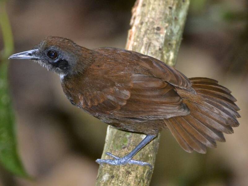Zweifarbiger Ameisenvogel, Fotos 2