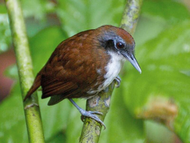 Bicolored Antbird