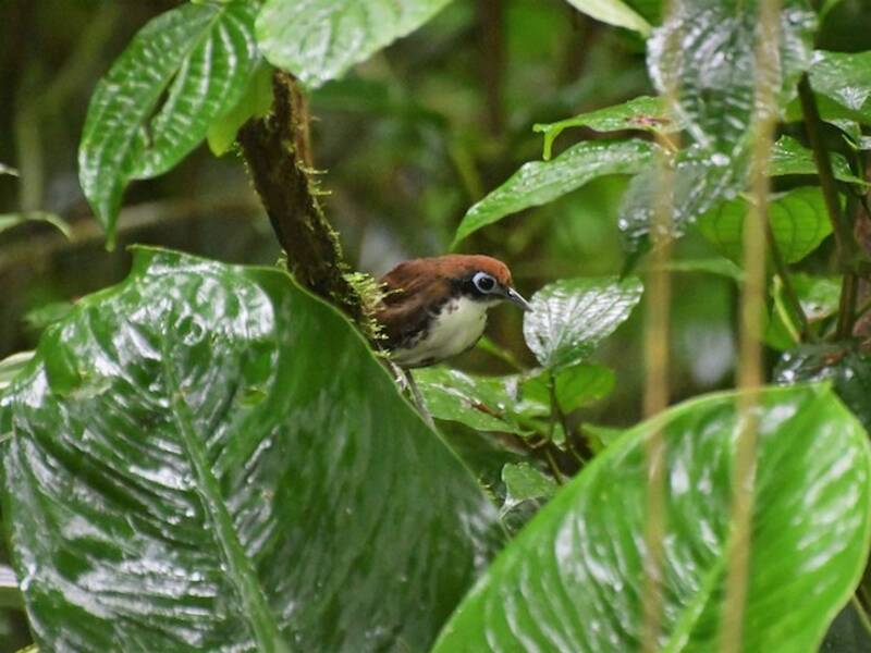 Zweifarbiger Ameisenvogel, Fotos 4