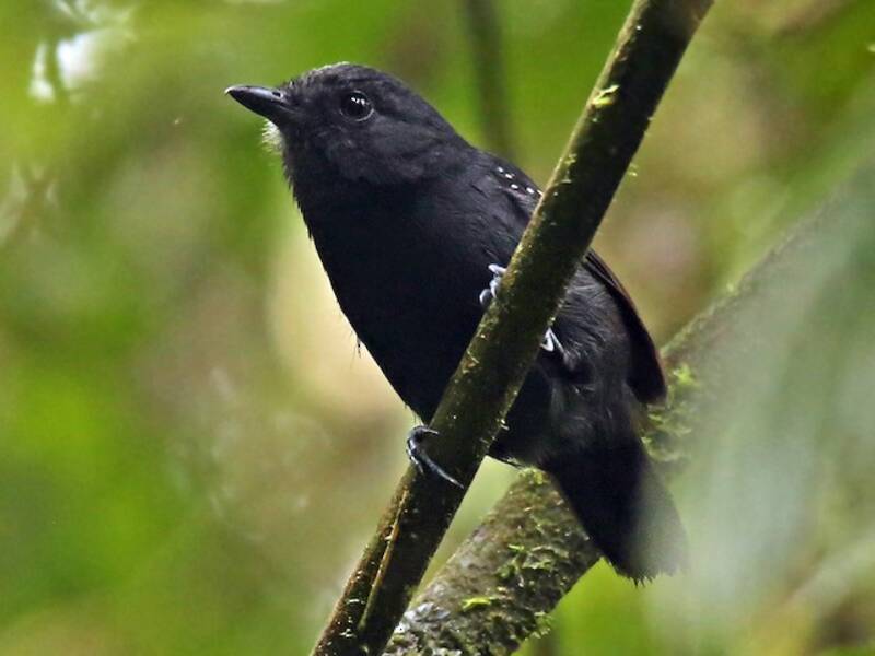 Vireo formichiere bicolore, Foto 3