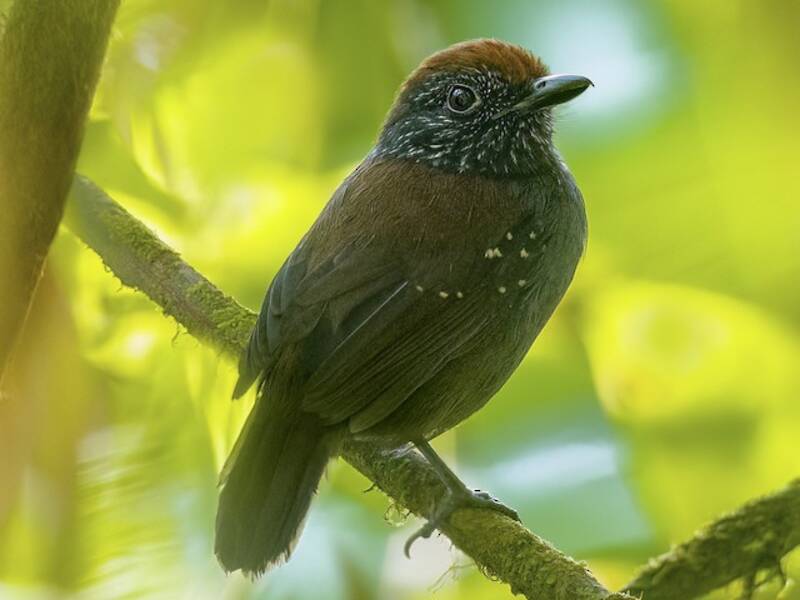 Vireo formichiere bicolore, Foto 4