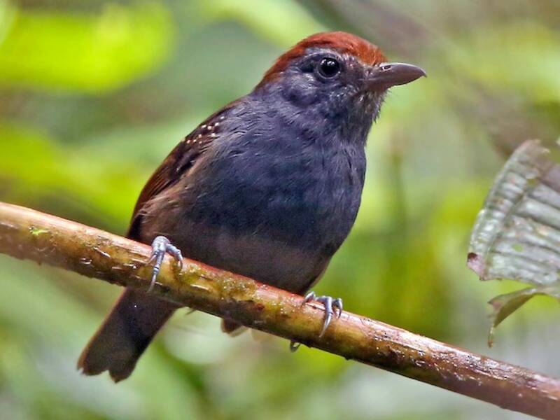 Bicolored Antvireo