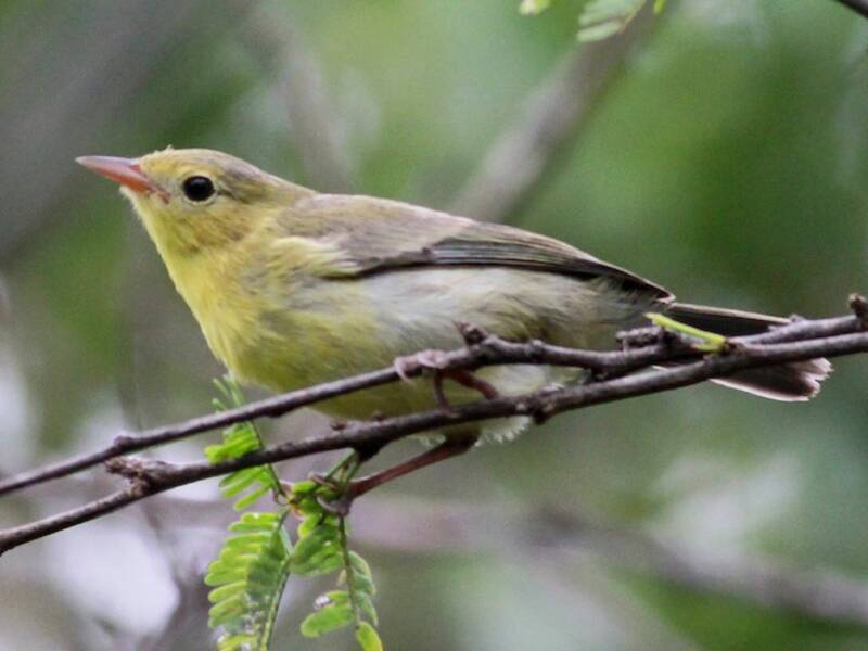 Conirostro bicolore