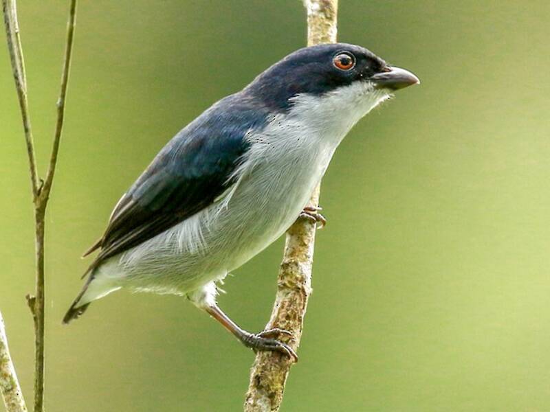 Bicolored Flowerpecker