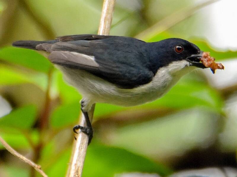 Bicolored Flowerpecker, Photos 3