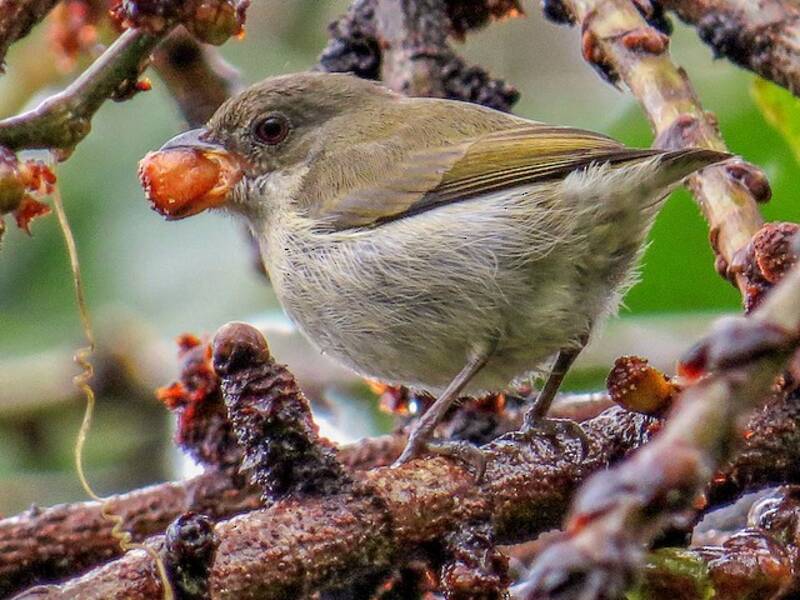 Bicolored Flowerpecker, Photos 4