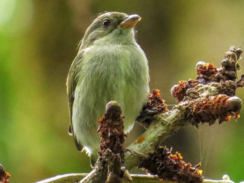 Bicolored Flowerpecker, Photos 2