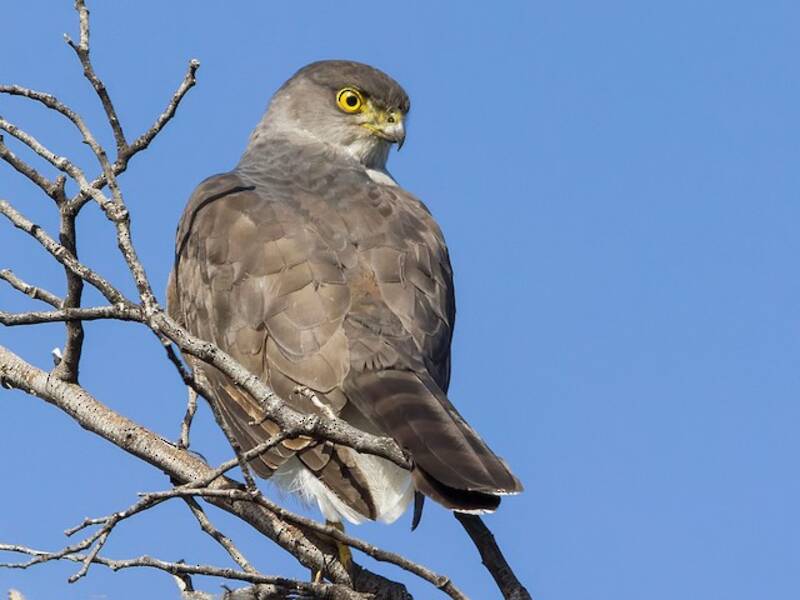 Aguilucho Chileno, Fotos 2