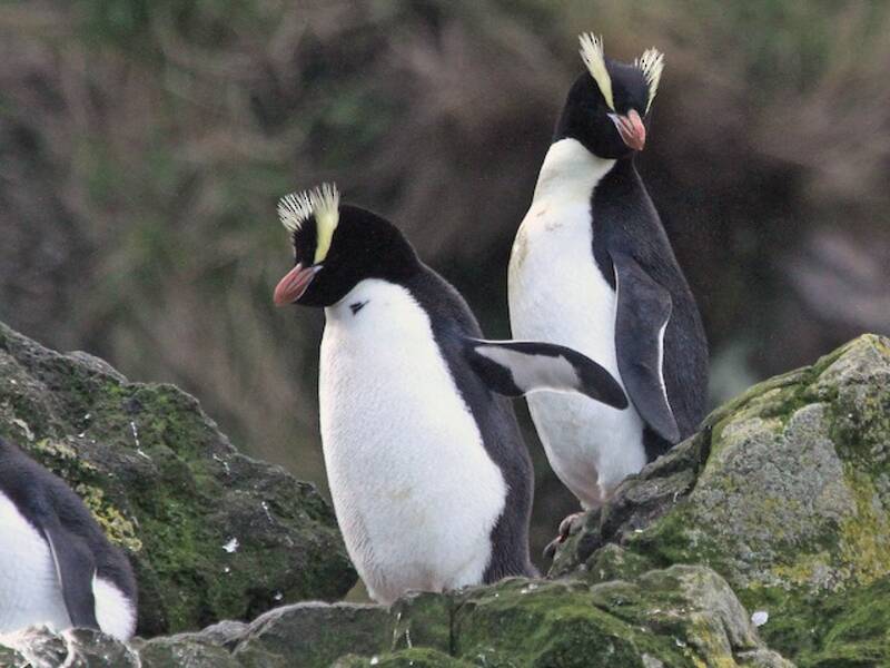 Haarschopfpinguin, Fotos 3