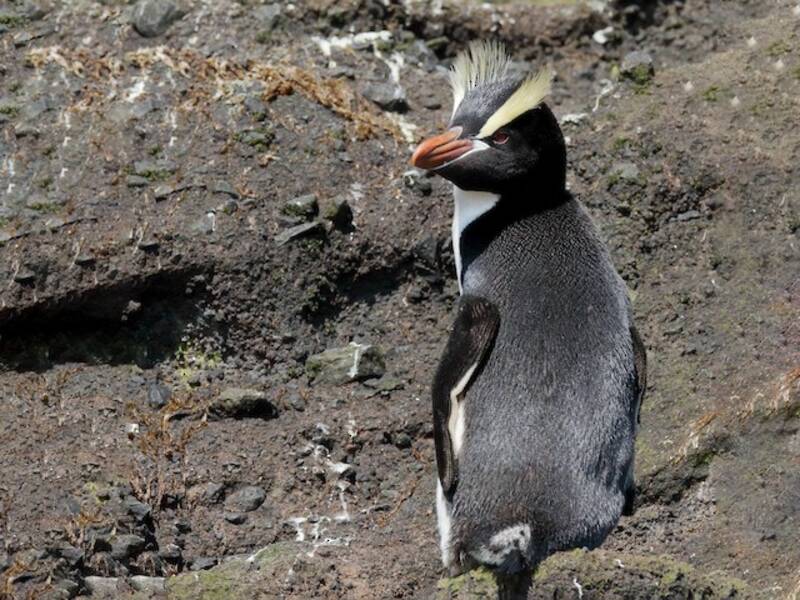 Haarschopfpinguin, Fotos 2