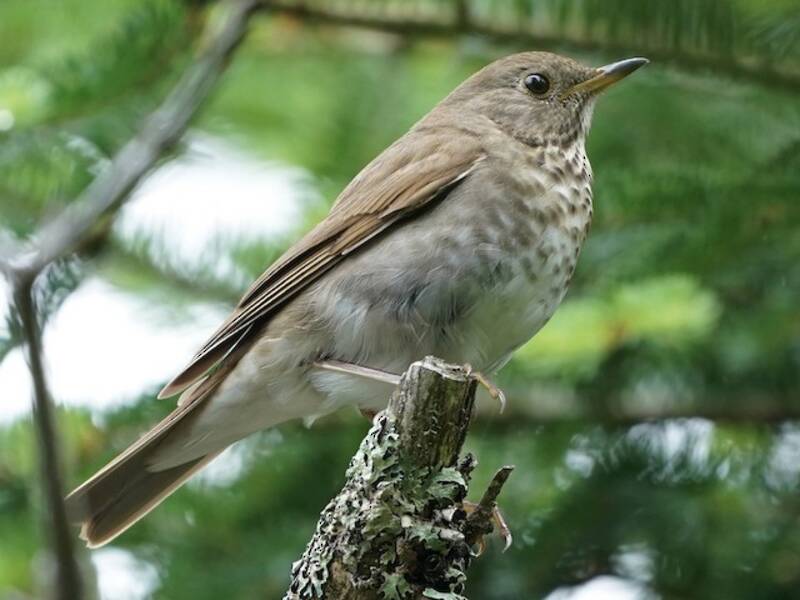 Bicknell's Thrush (Catharus bicknelli)