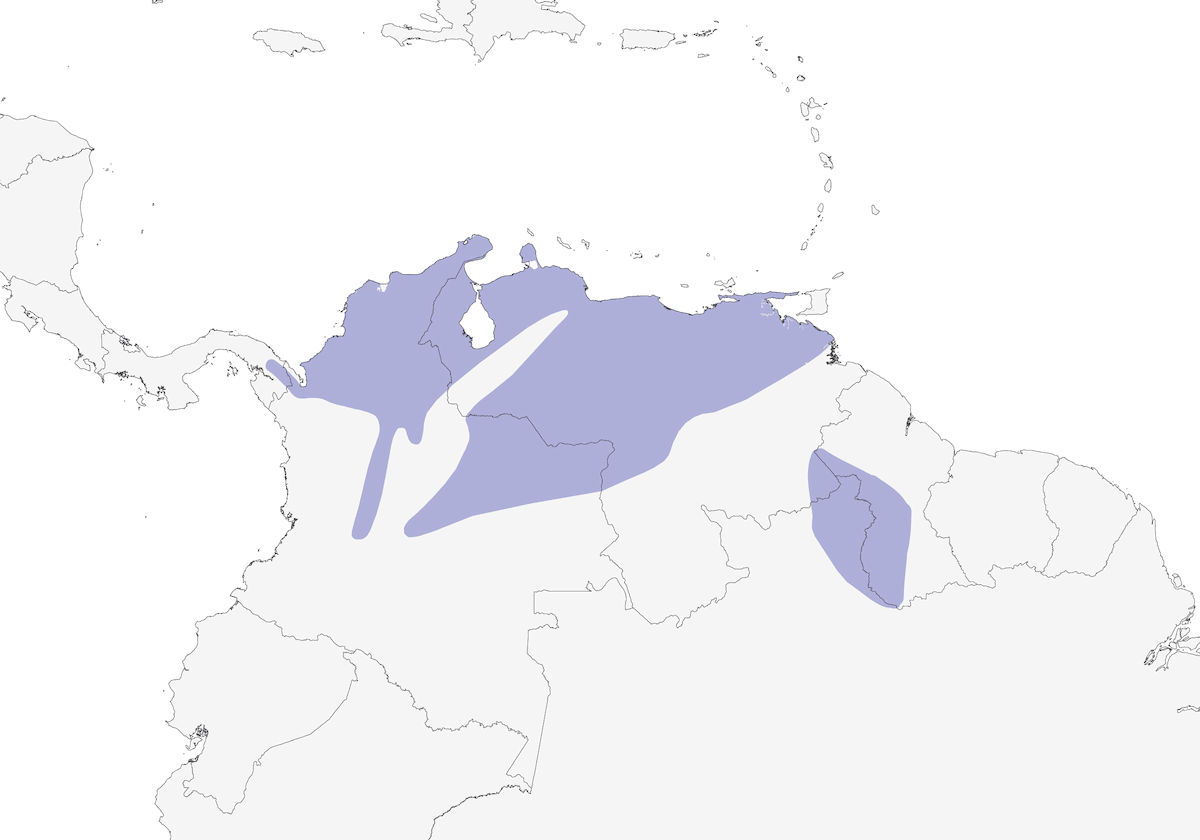 Scricciolo bicolore, Distribuzione 1